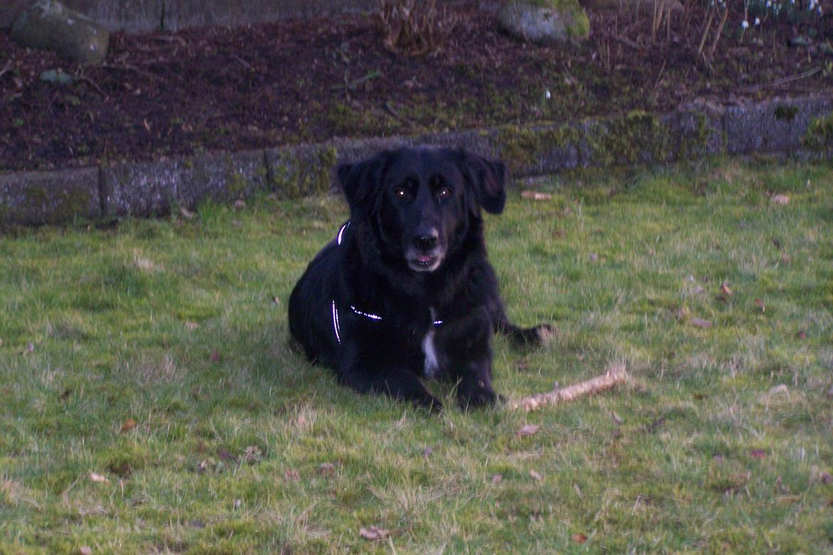 Newfoundlænder Bamse billede 7