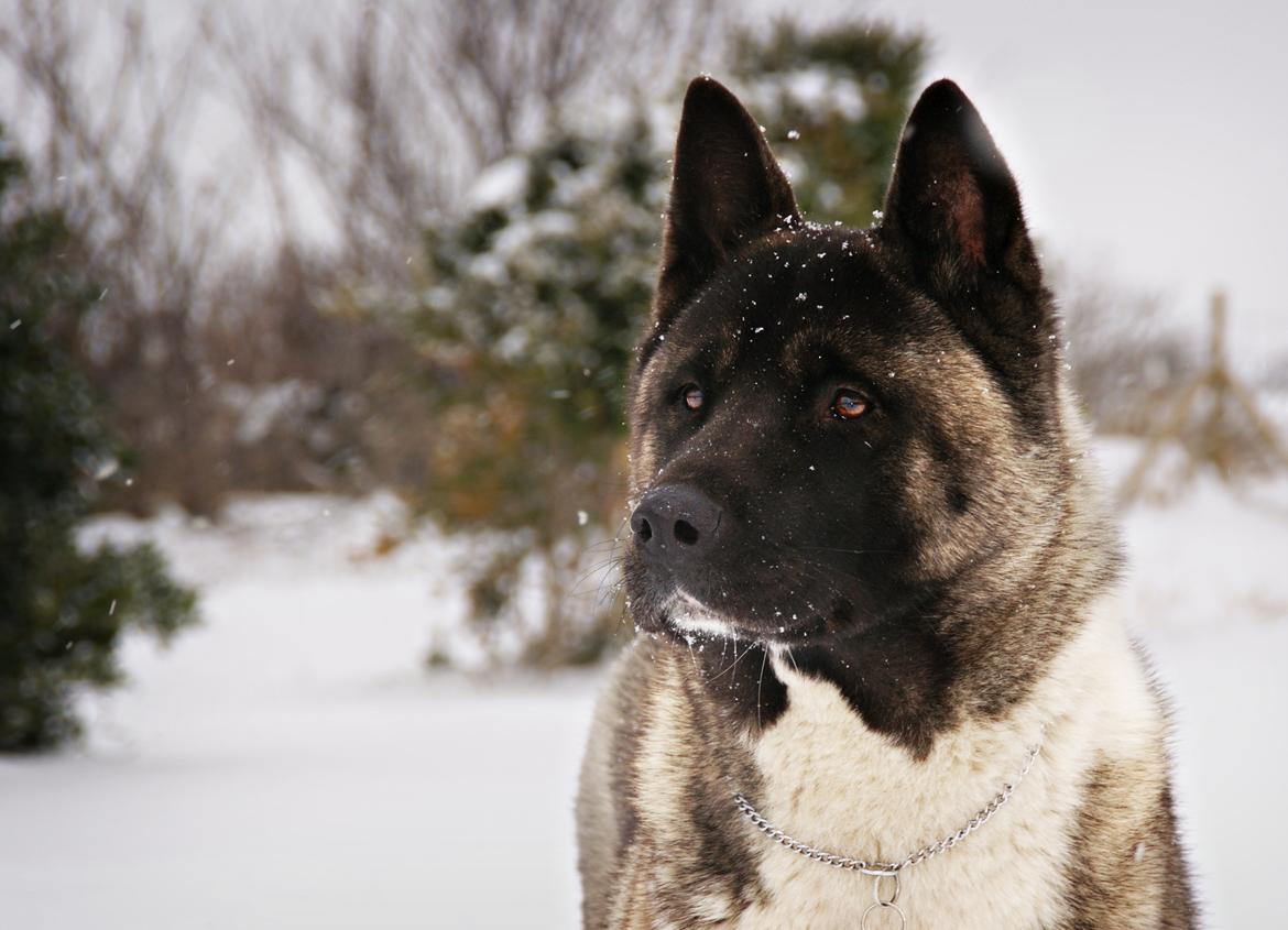American Akita Zoey<3<3 - vinter 2012 billede 1