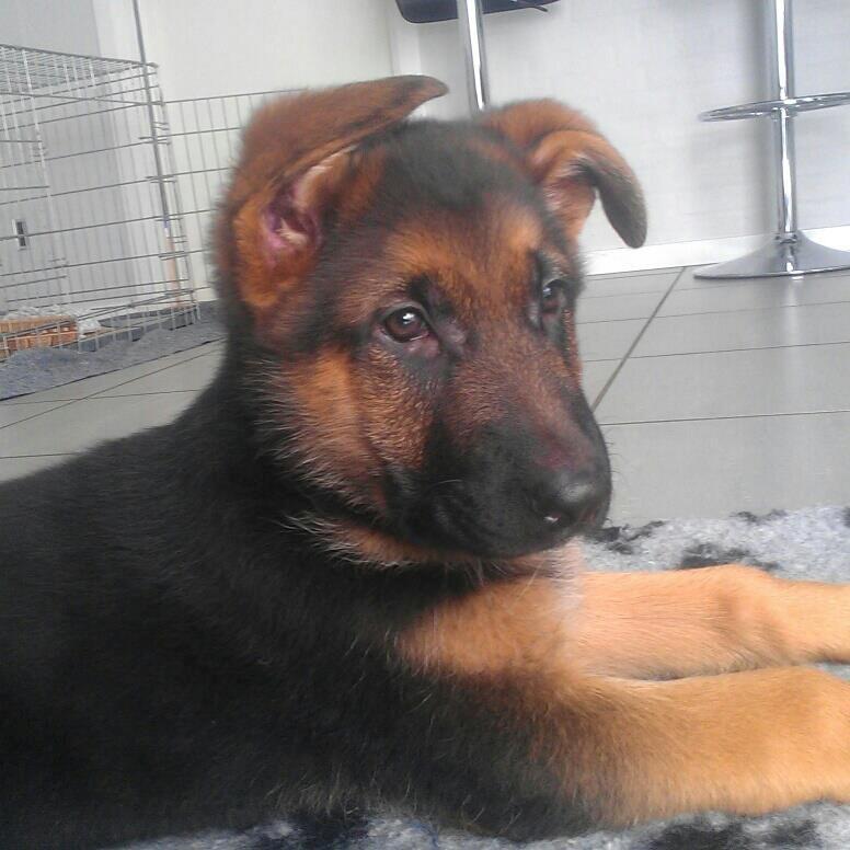 Schæferhund Bjørn - 9 uger gammel. Taget hos opdrætteren. billede 2