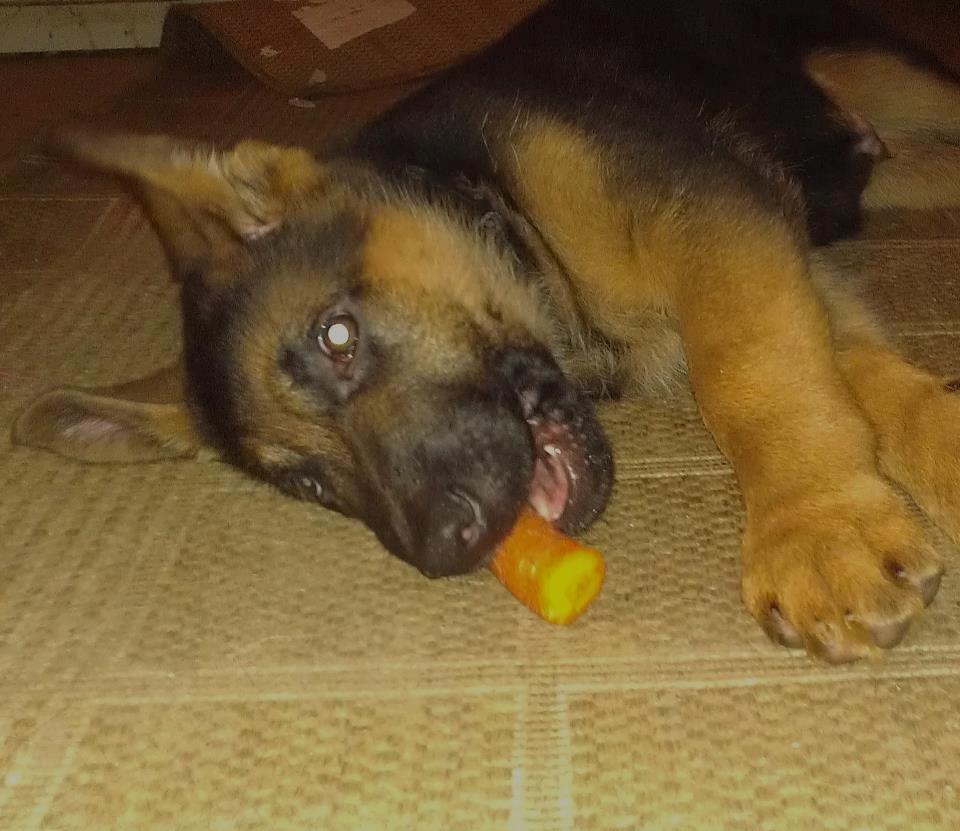 Schæferhund Bjørn - Nomnom gulerod smager godt. billede 4