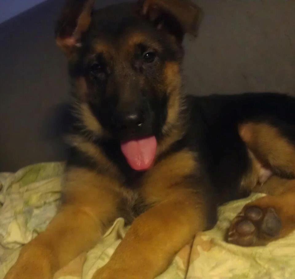 Schæferhund Bjørn - Jeg er glad :D billede 5