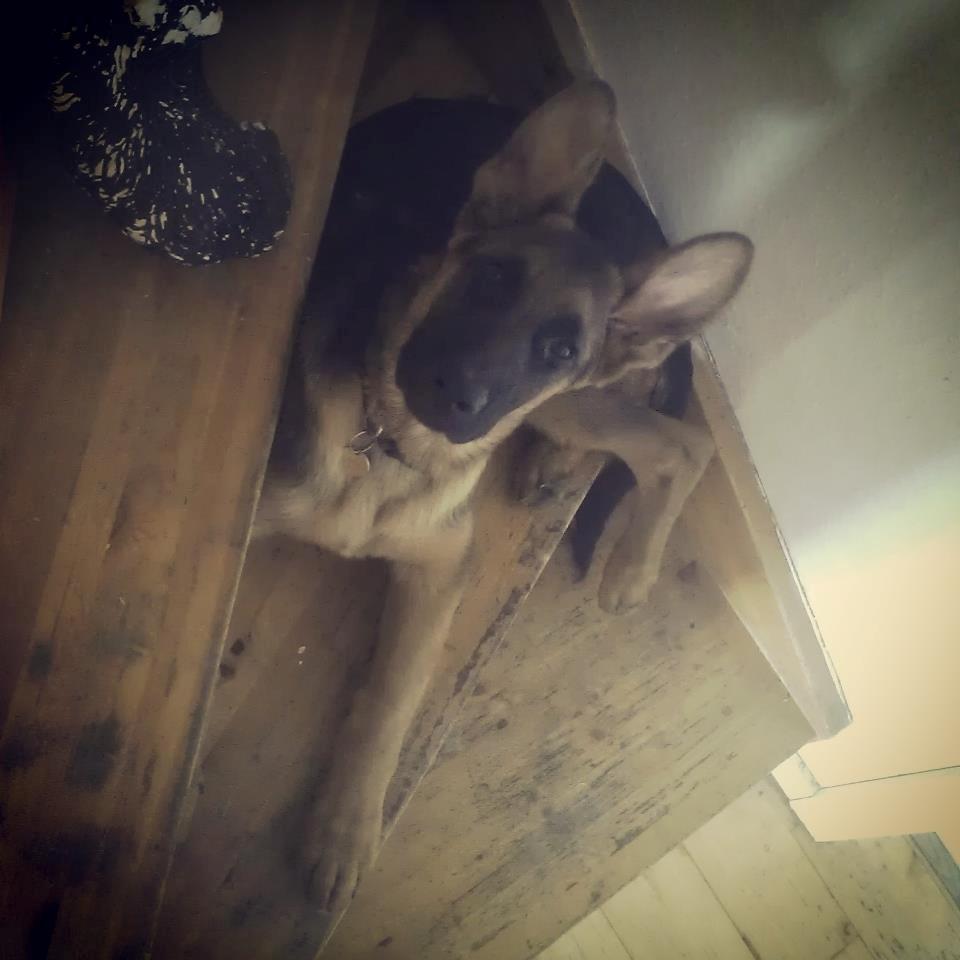 Schæferhund Bjørn - Jep, jeg kan lige præcis ligge på trappen. billede 8