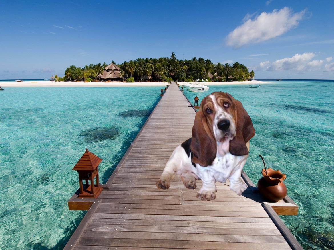 Basset hound Paddington - Fotoshop xD billede 14