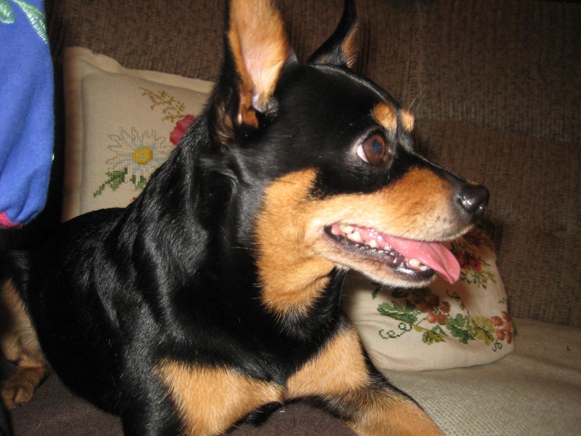 Blanding af racer Tarzan billede 4