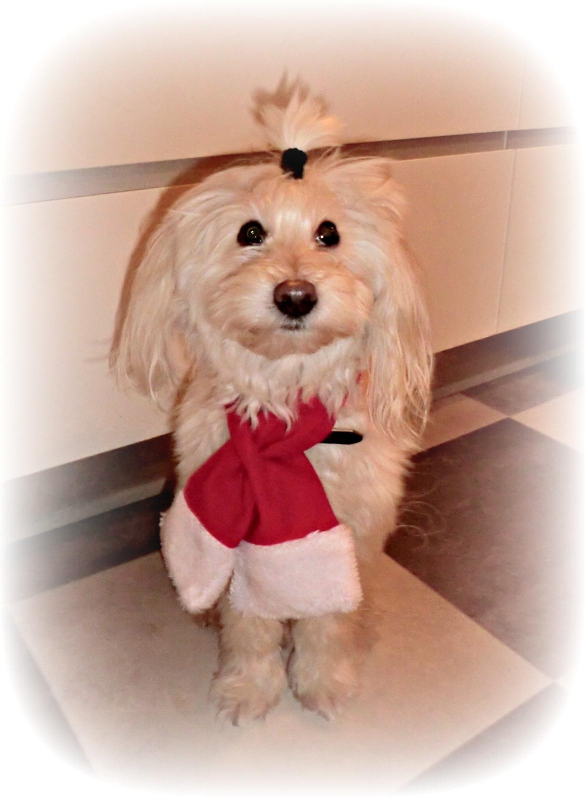 Blanding af racer Tjekko - Juleportræt af Tjekkermand :) billede 2