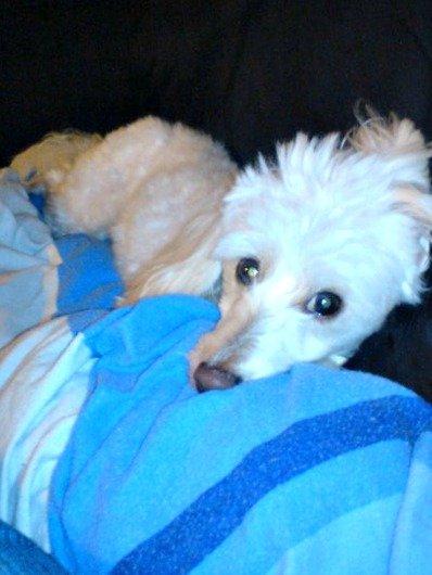 Blanding af racer Tjekko billede 3