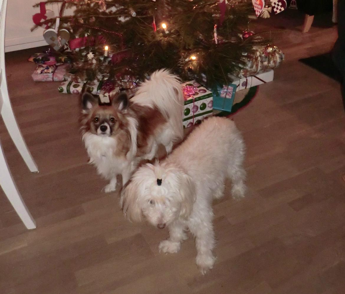 Blanding af racer Tjekko - "Mon der er gaver til os?" billede 7