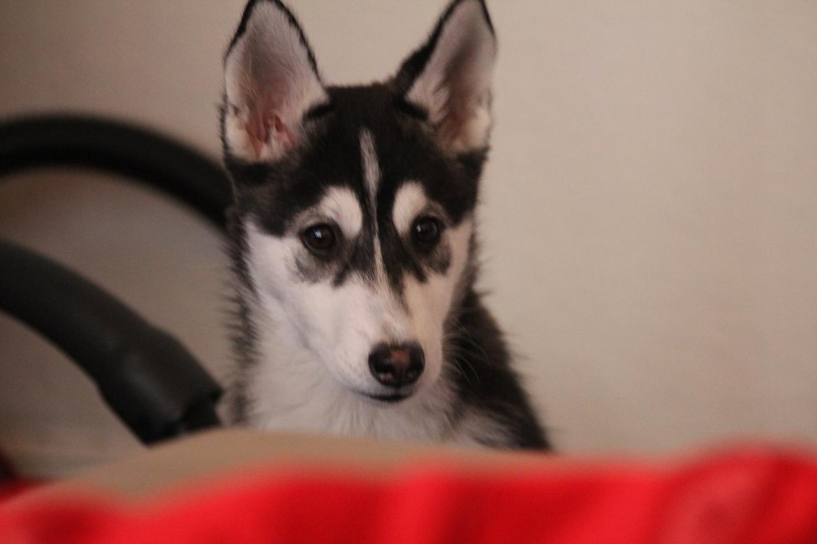 Siberian husky Miriel - Miriel omkring 12 uger 09.03.13 billede 17