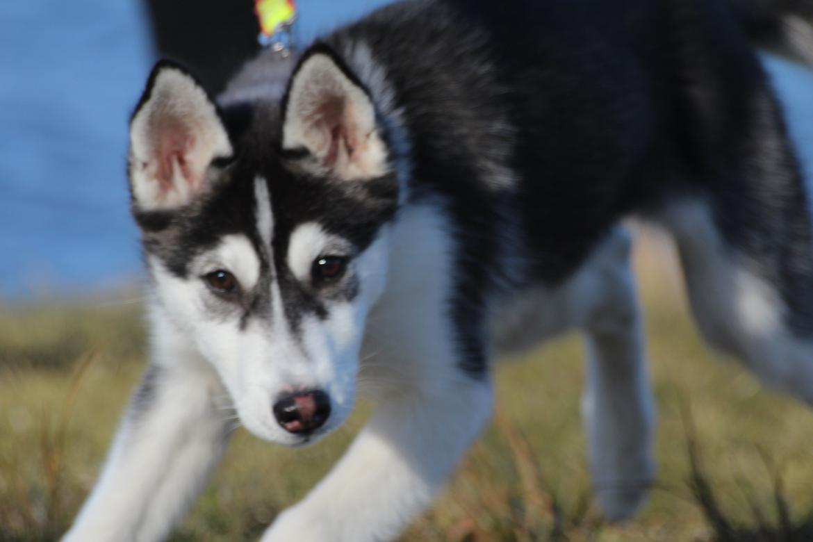 Siberian husky Miriel - Miriel omkring 12 uger 09.03.13 billede 18