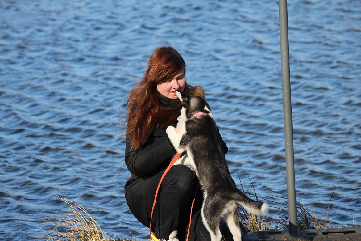 Siberian husky Miriel - I anlægget i Aulum, 09.03.13 billede 19