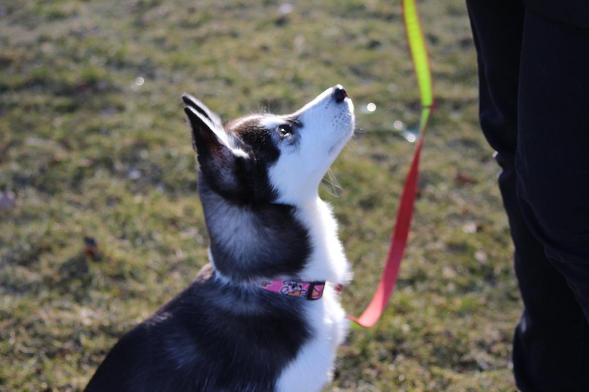 Siberian husky Miriel - Miriel 09.03.13 billede 20