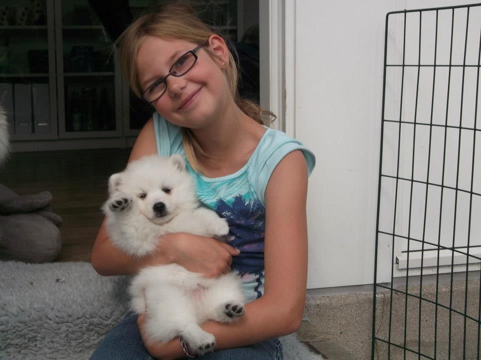 Japansk spids Molly (Bright- Night- Lady) - Besøg hos Molly (7 uger) billede 4