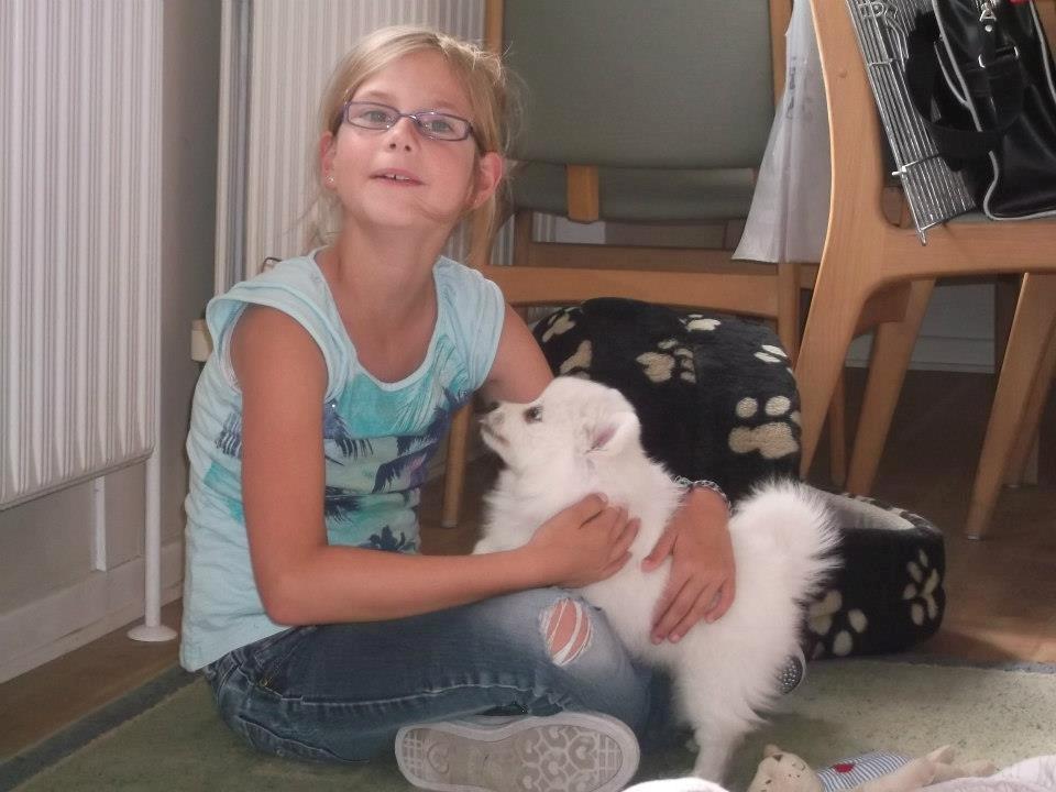 Japansk spids Molly (Bright- Night- Lady) billede 6