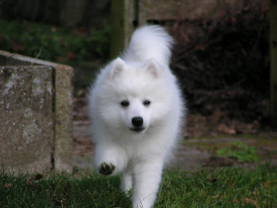 Japansk spids Molly (Bright- Night- Lady) - her kommer jer (14 uger) billede 7