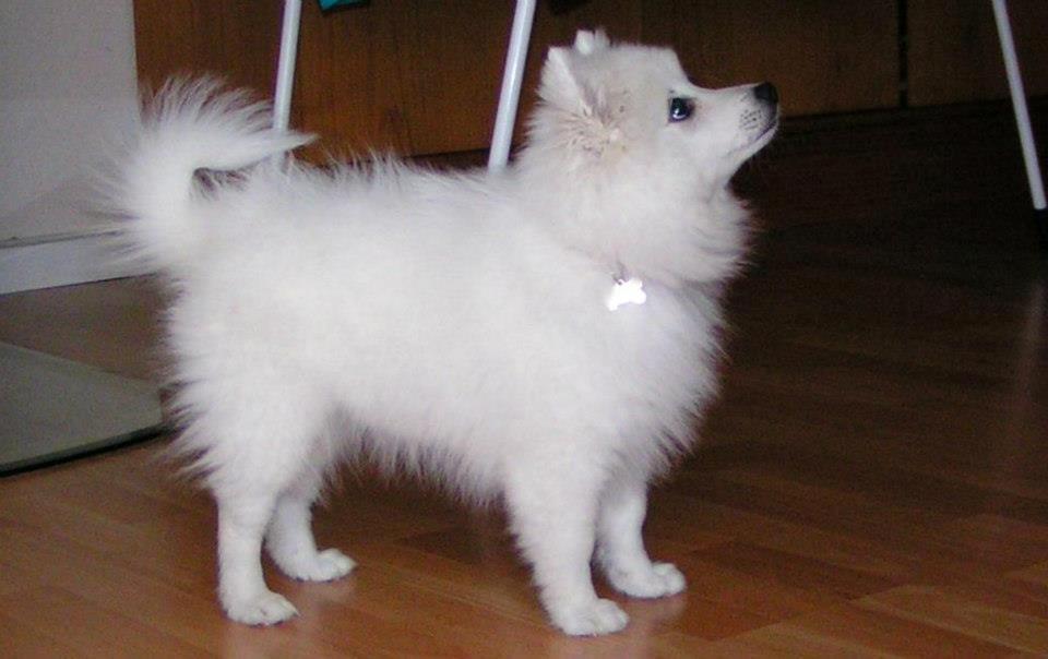 Japansk spids Molly (Bright- Night- Lady) - 10 uger billede 8