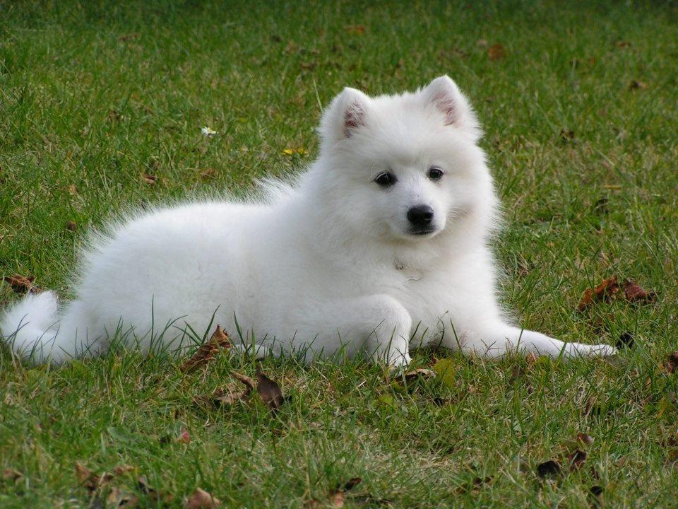 Japansk spids Molly (Bright- Night- Lady) - 14 uger billede 9