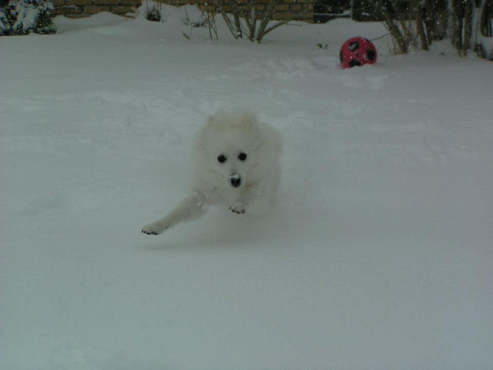 Japansk spids Molly (Bright- Night- Lady) - Molly i sneen (21 uger) billede 10