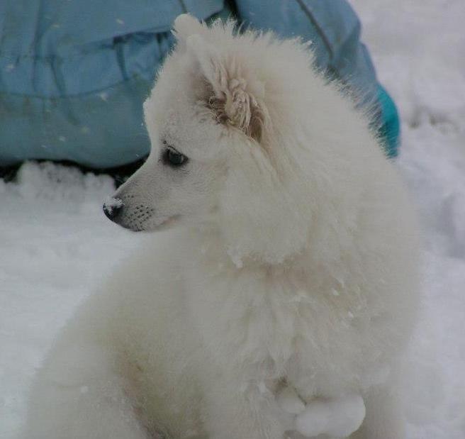 Japansk spids Molly (Bright- Night- Lady) - Molly i sneen (21 uger) billede 11