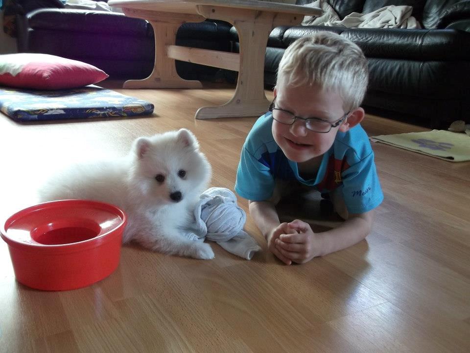 Japansk spids Molly (Bright- Night- Lady) - Molly og Daniel ( 9 uger) billede 12