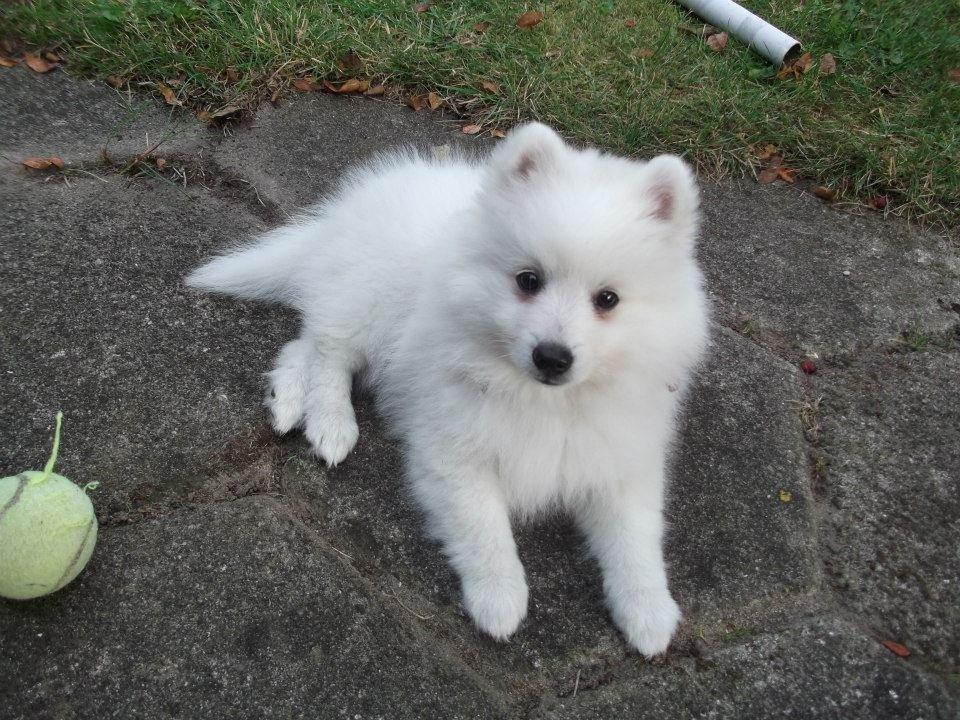 Japansk spids Molly (Bright- Night- Lady) - Molly lige kommet hjem til sit nye hjem 8 uger billede 13