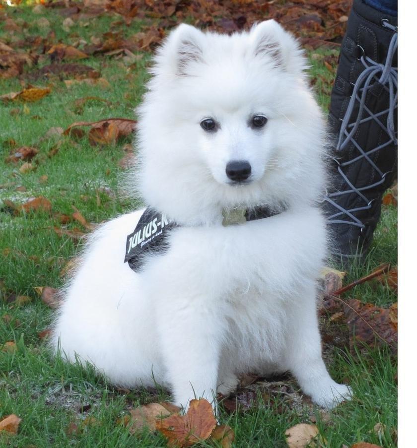 Japansk spids Molly (Bright- Night- Lady) - 15 uger billede 14