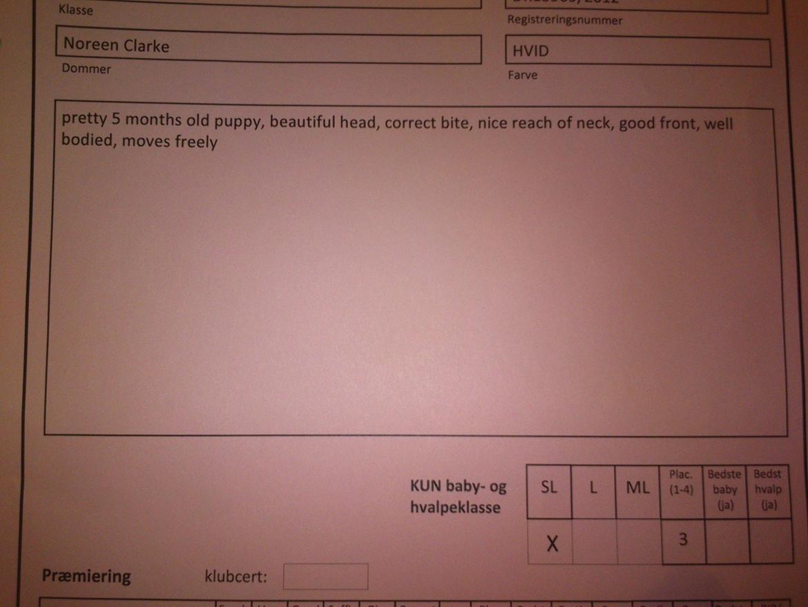 Japansk spids Molly (Bright- Night- Lady) - Kritik fra Nyborg billede 5