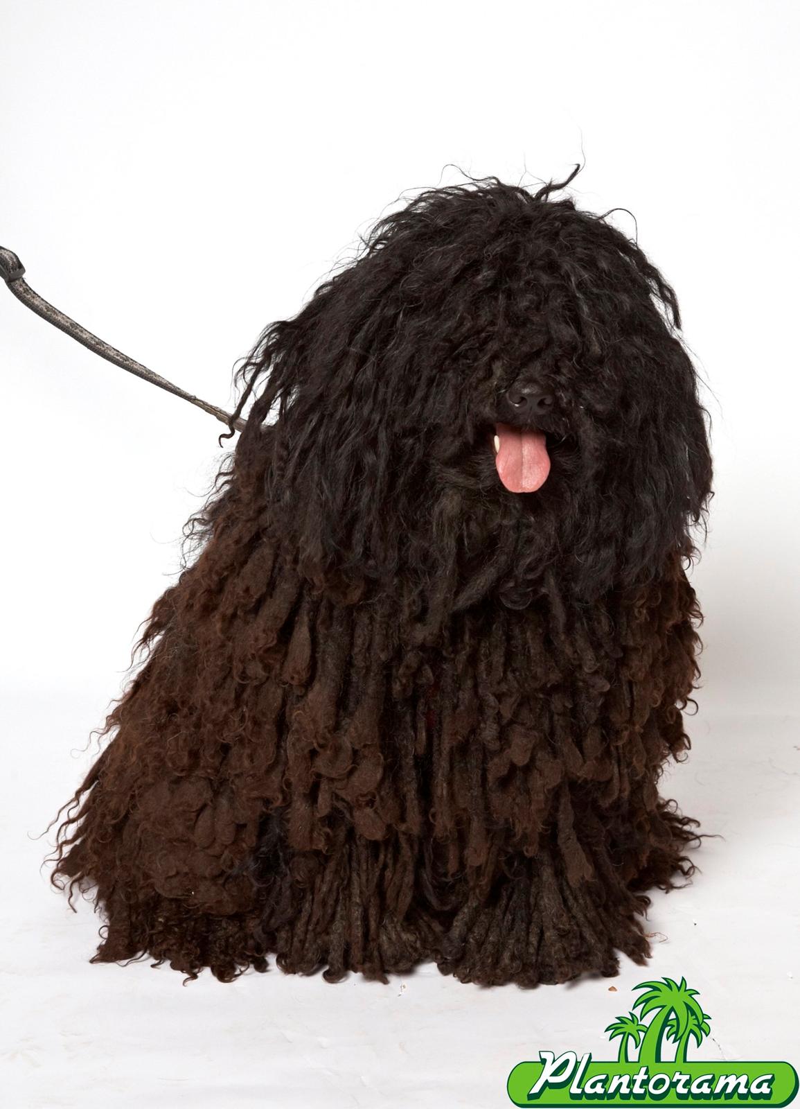 Puli Gaia - Vi var til dyrenes dag i plantorama billede 1