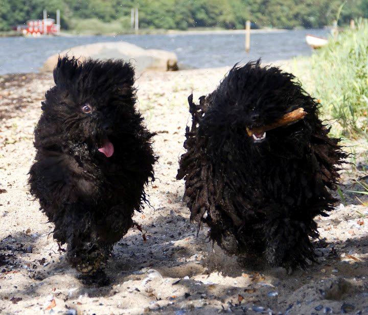 Puli Gaia - Mig om min ven Afi, hun er også en puli, men hun er ikke så gammel som jeg så hun har mindre pels. billede 3
