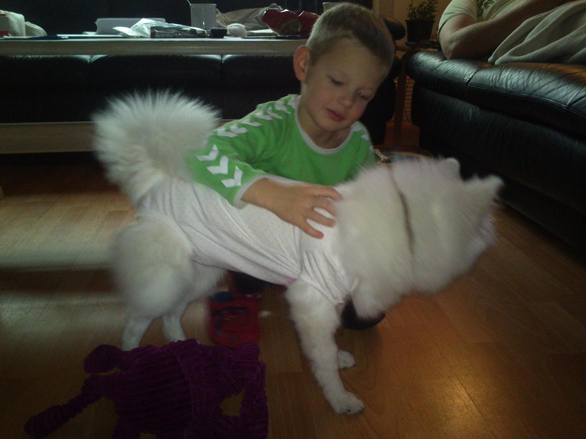 Japansk spids Molly (Bright- Night- Lady) - Molly med sin fine bodystoking efter operationen billede 15