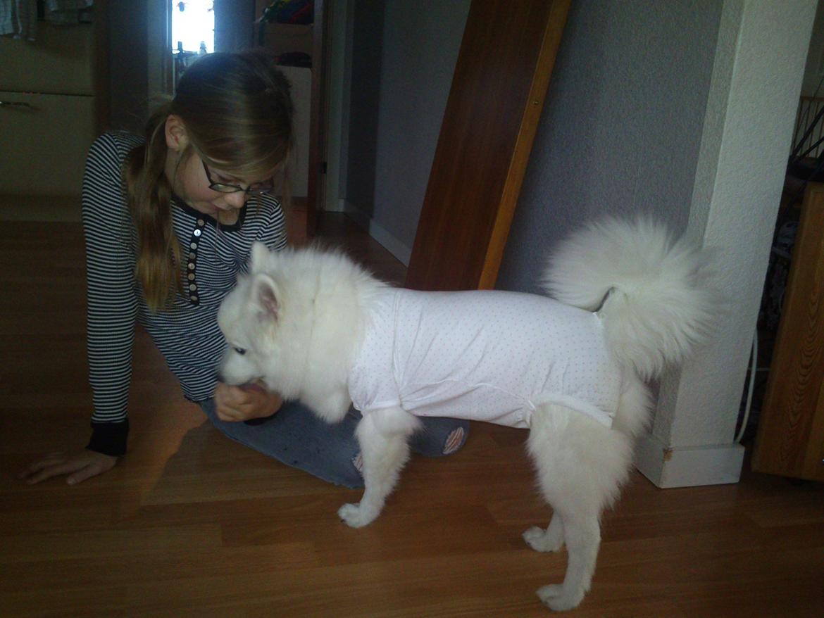 Japansk spids Molly (Bright- Night- Lady) - Molly med sin fine bodystoking efter operationen billede 2