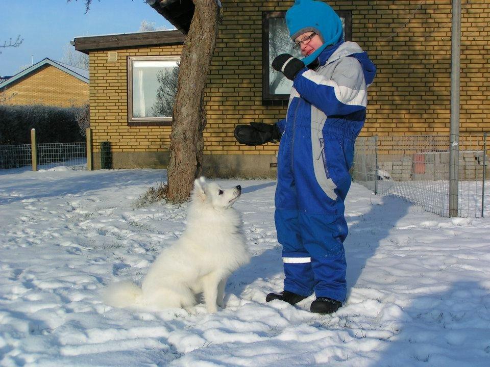 Japansk spids Molly (Bright- Night- Lady) - Daniel og molly i sneen.
7 mrd billede 16