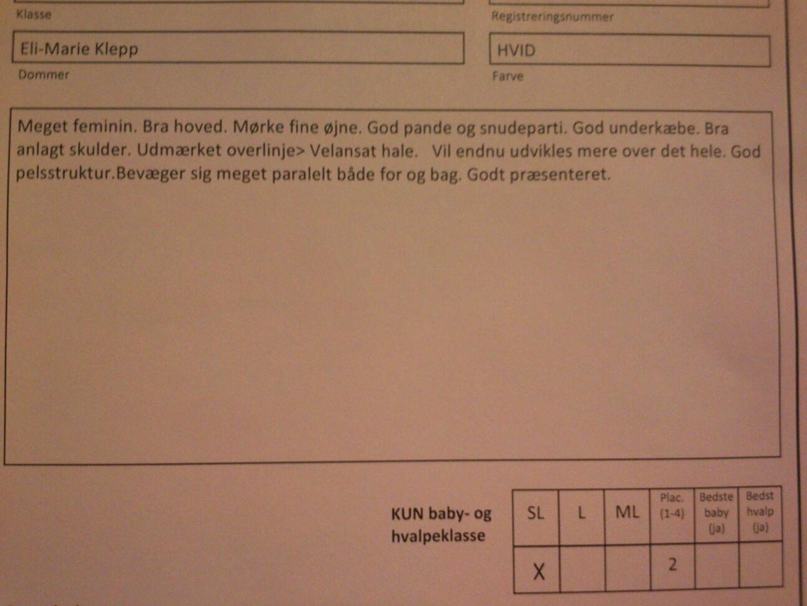 Japansk spids Molly (Bright- Night- Lady) - kritik strøby billede 17