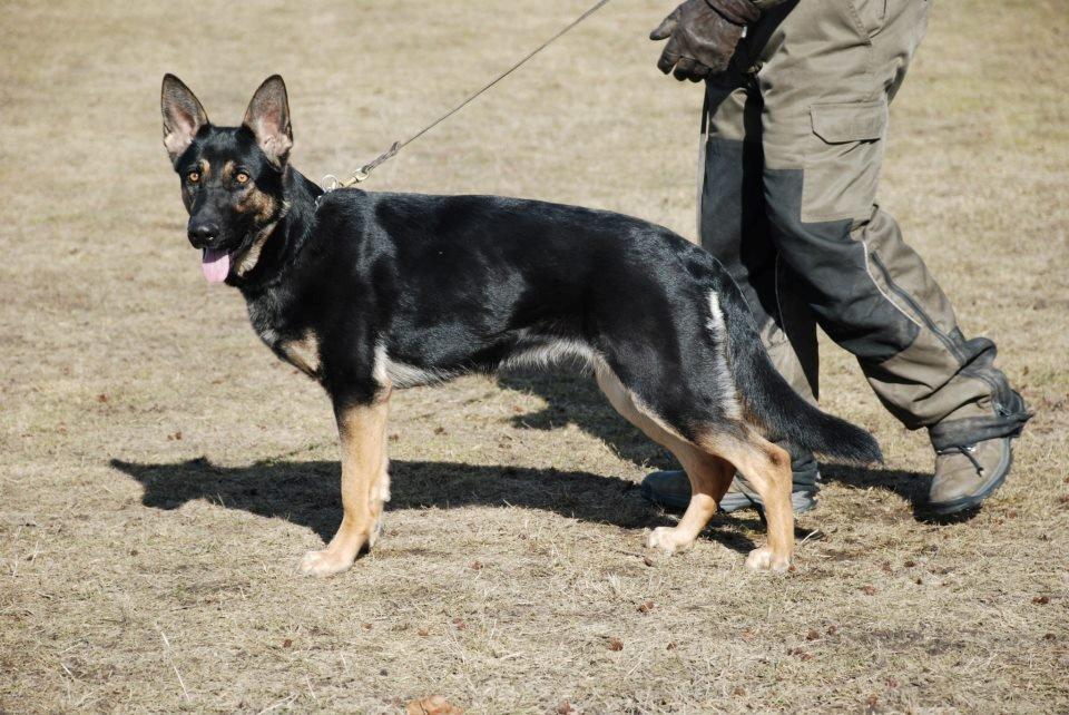 Schæferhund Allibina´s Imma (solgt) billede 16