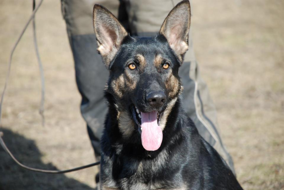 Schæferhund Allibina´s Imma (solgt) billede 17