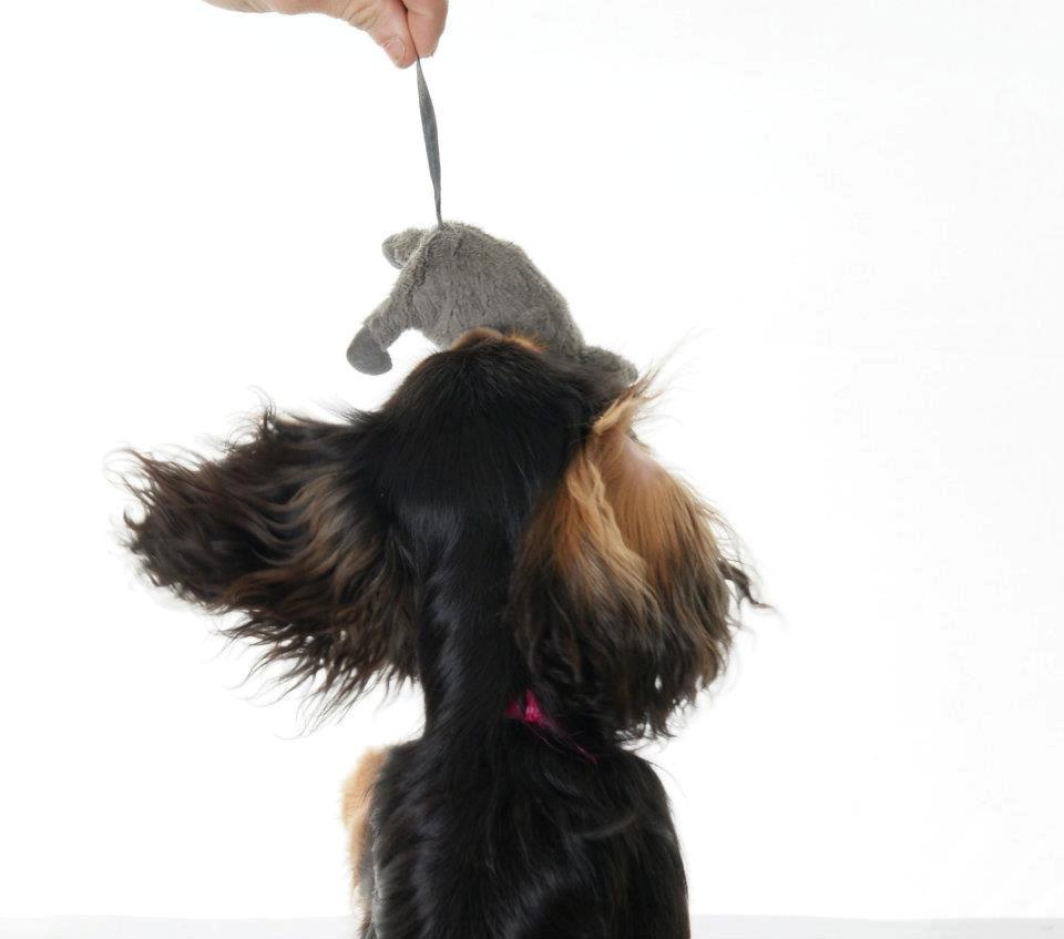 Cavalier king charles spaniel Malou billede 8