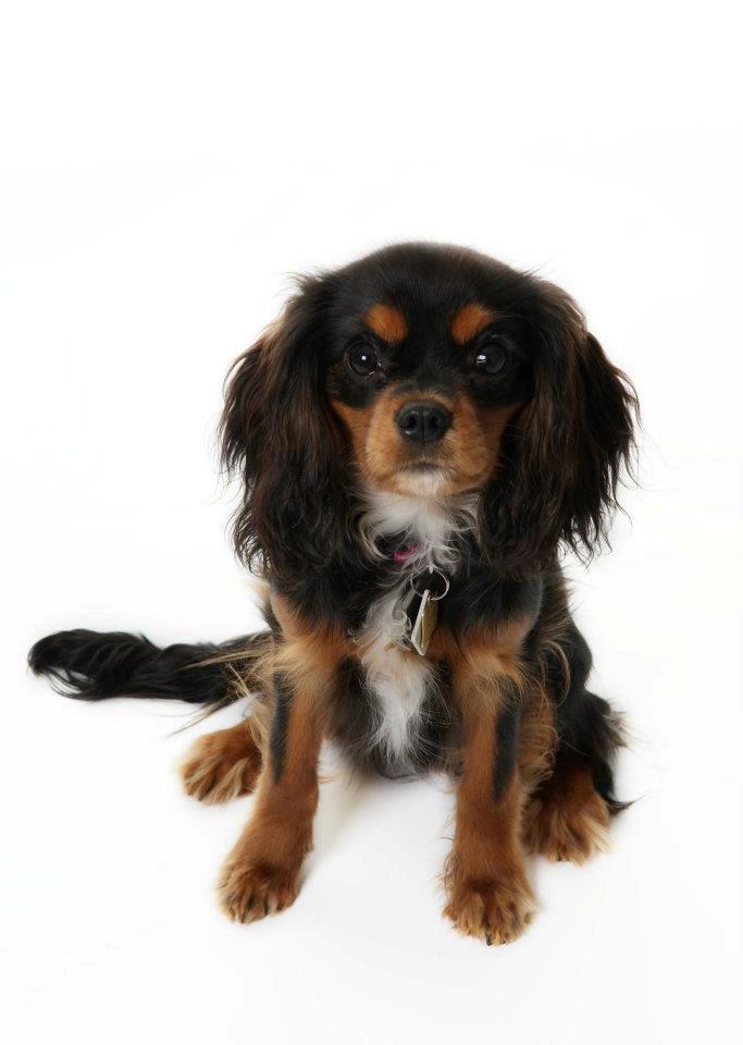 Cavalier king charles spaniel Malou billede 1