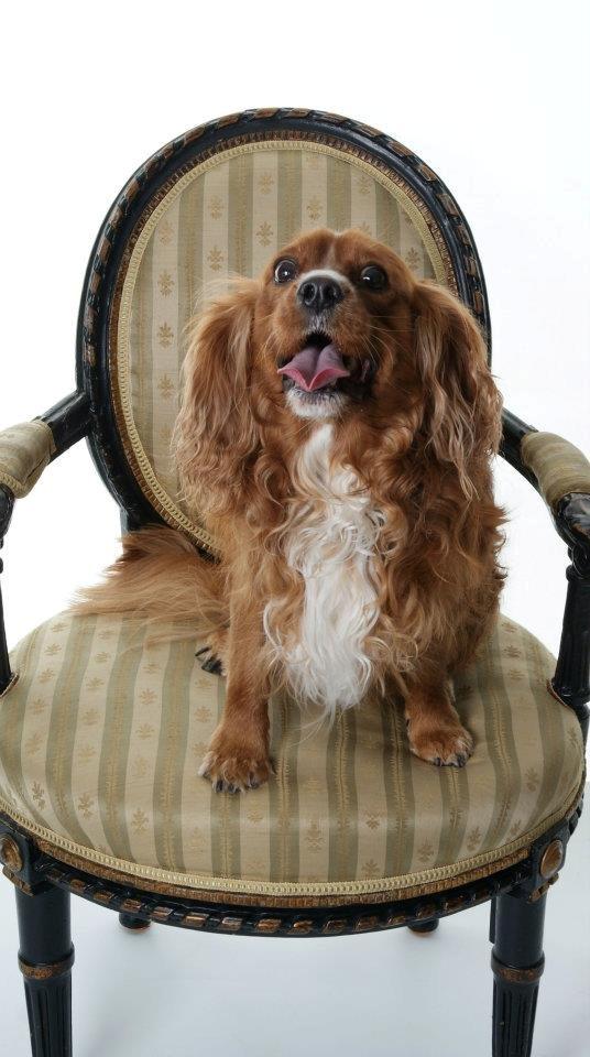 Cavalier king charles spaniel Samson billede 1