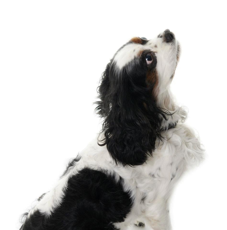 Cavalier king charles spaniel Willie billede 1