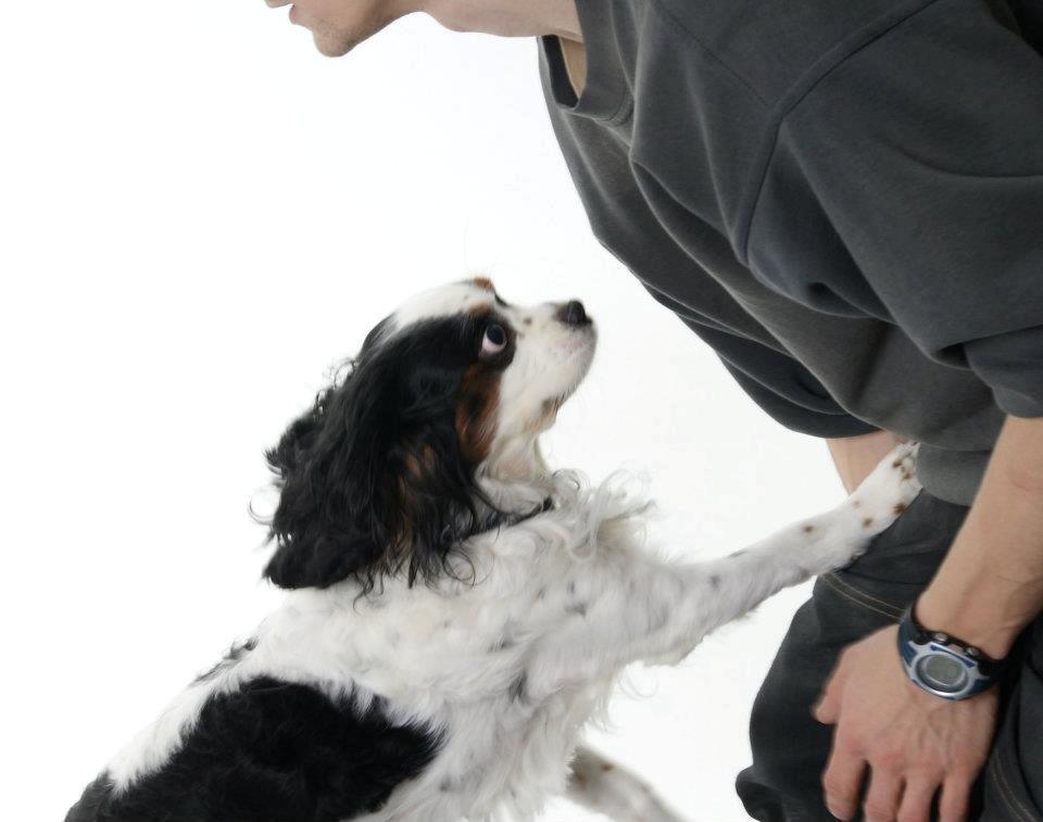 Cavalier king charles spaniel Willie billede 2