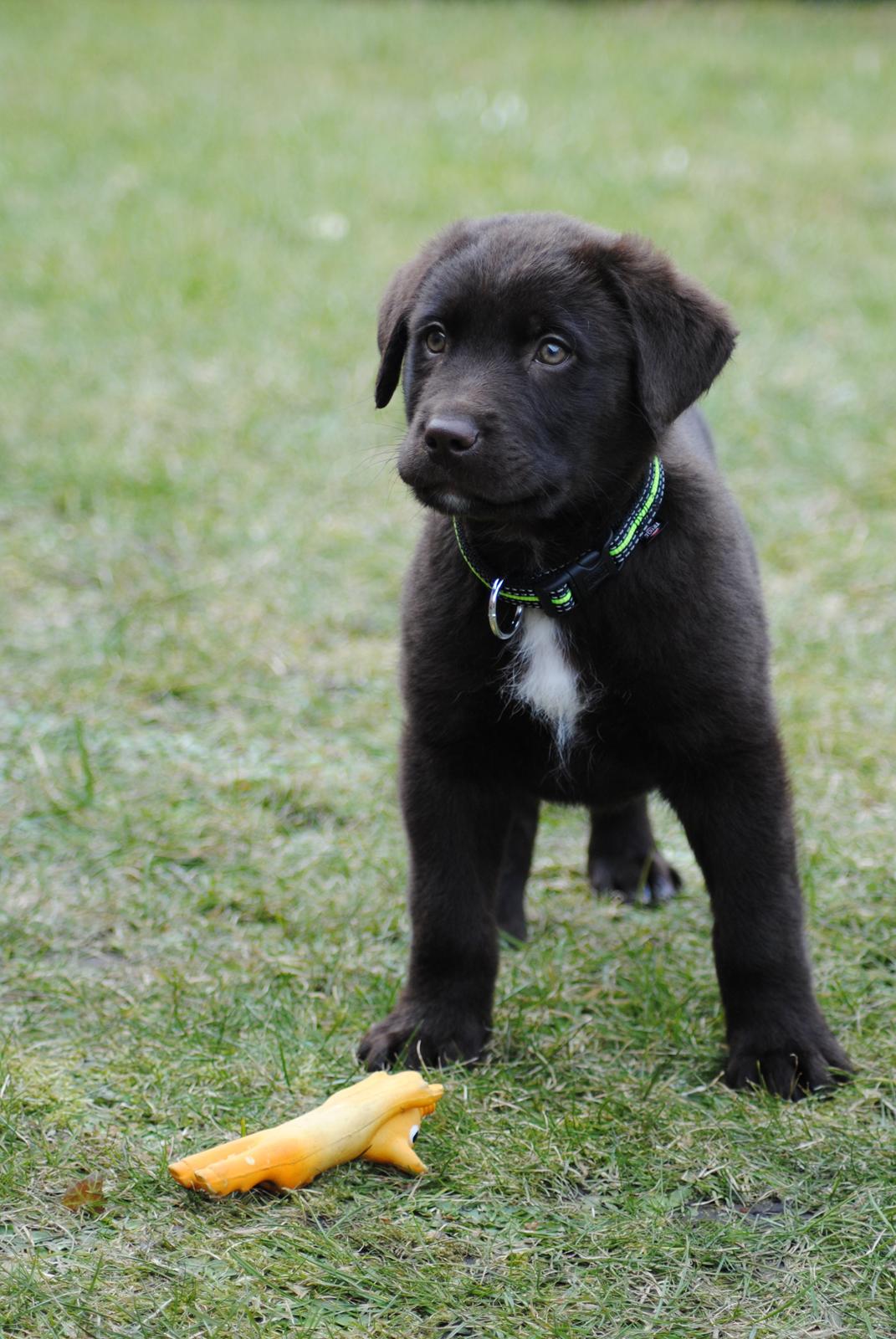 Blanding af racer Basse billede 3