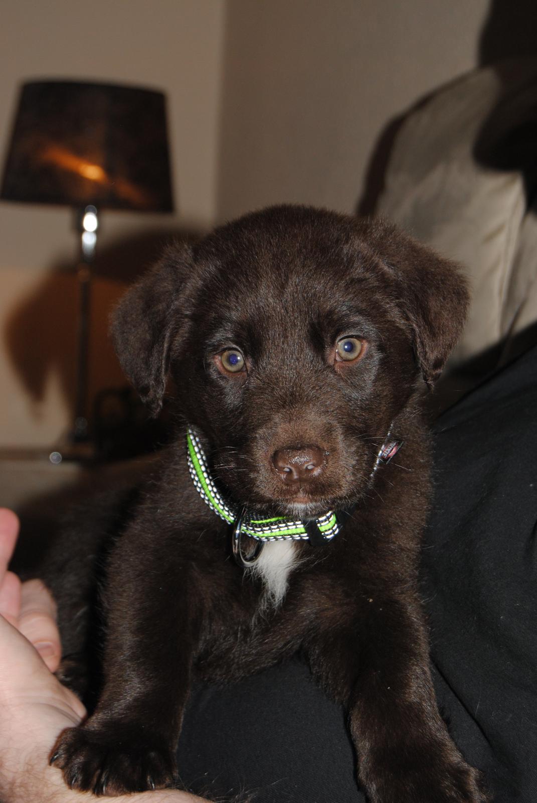 Blanding af racer Basse billede 5