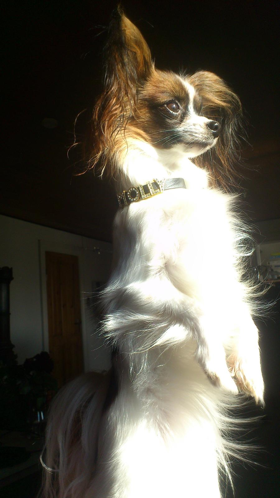 Papillon NA's Molly - Molly med hendes nye fine halsbånd :) marts 2013 billede 2