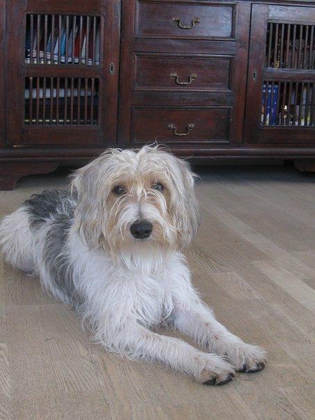 Blanding af racer Pjuske billede 5