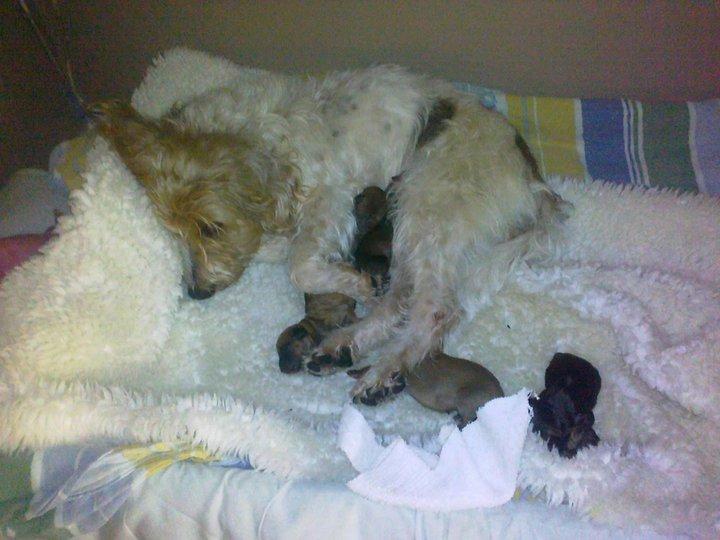 Blanding af racer Pjuske billede 6