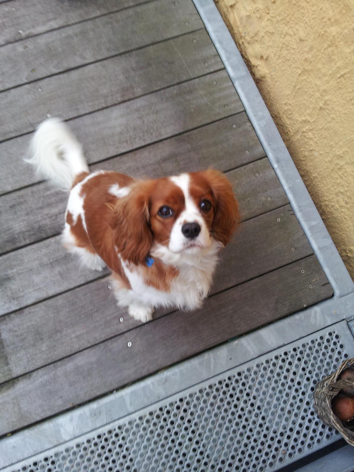 Cavalier king charles spaniel Kasper billede 1
