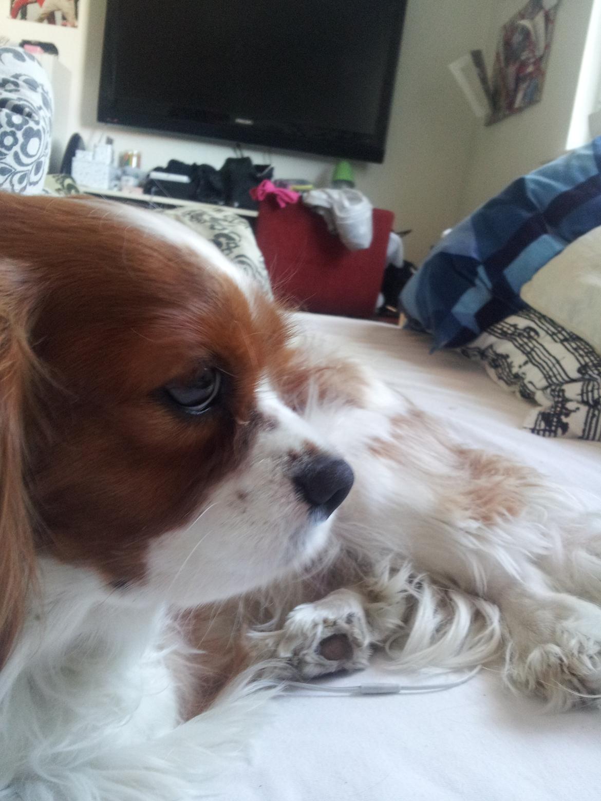 Cavalier king charles spaniel Kasper billede 2