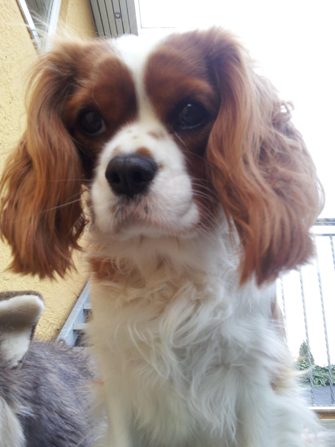 Cavalier king charles spaniel Kasper billede 3