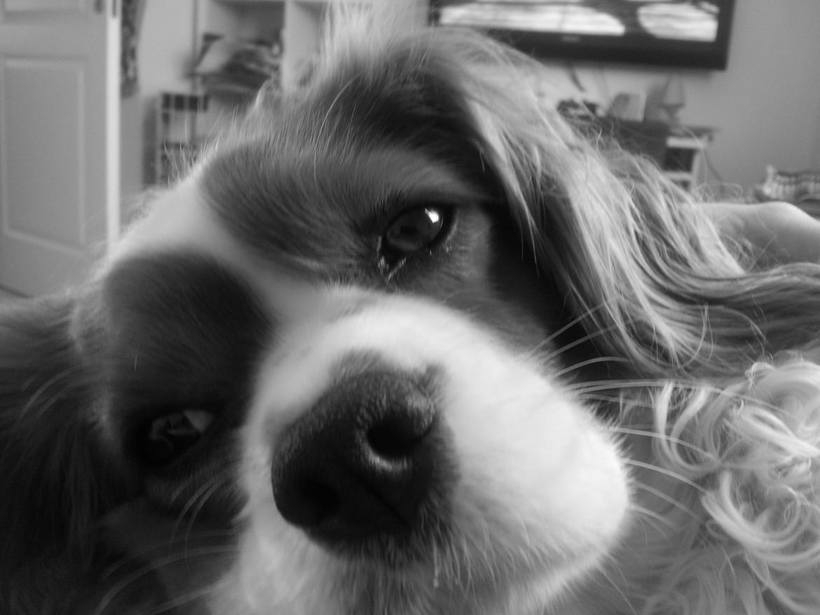 Cavalier king charles spaniel Kasper billede 4