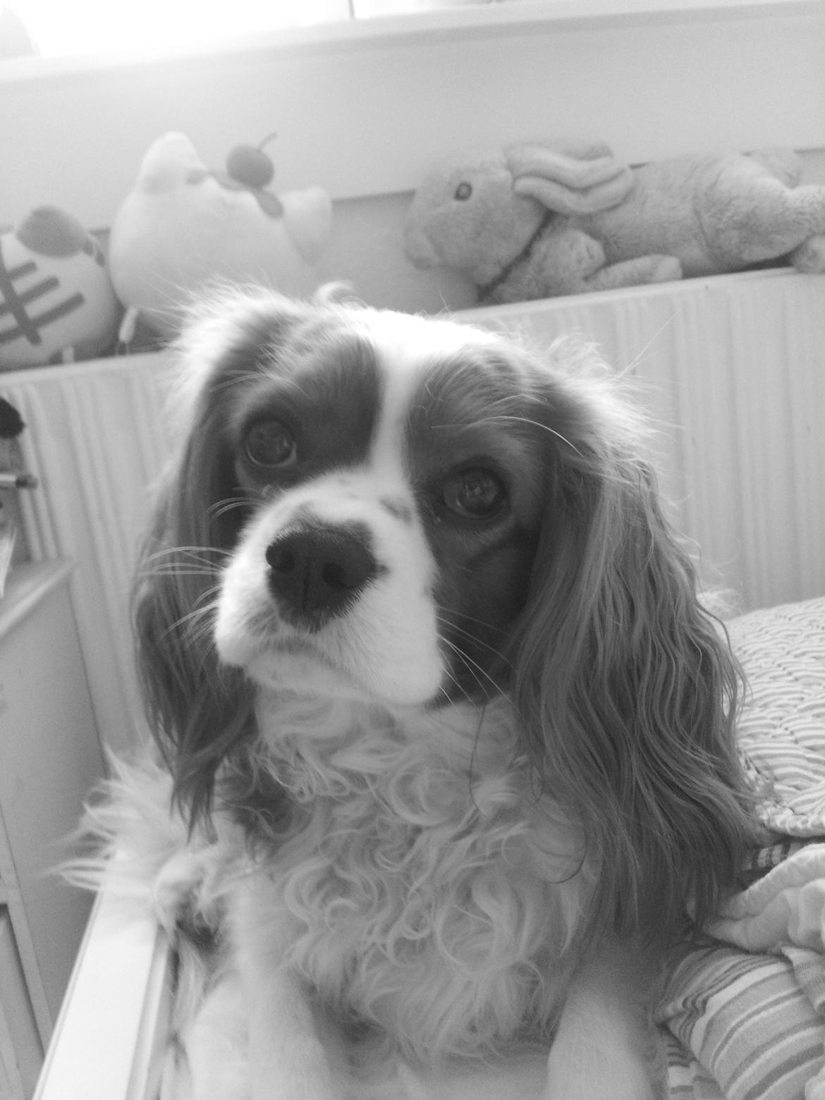 Cavalier king charles spaniel Kasper billede 5