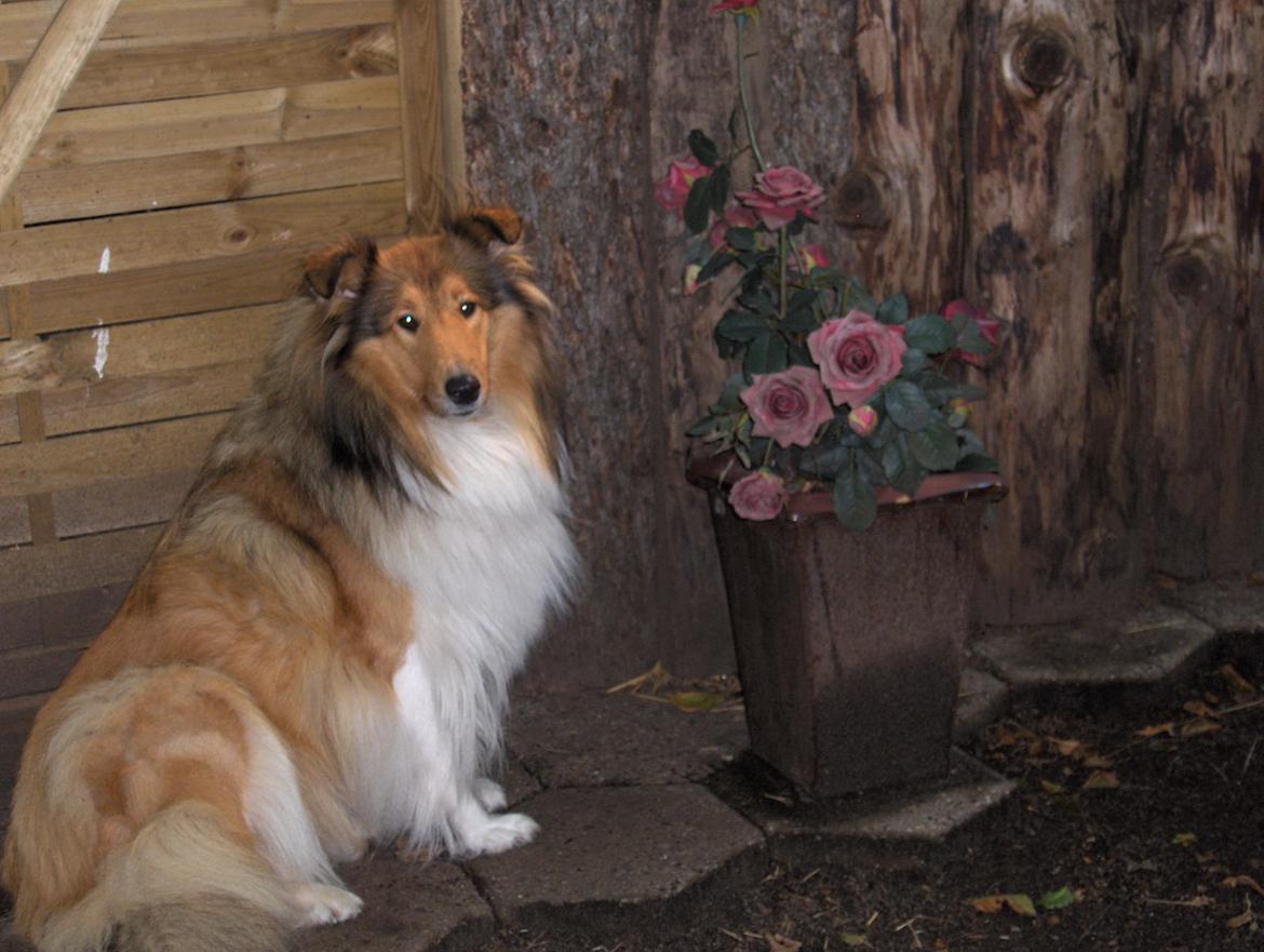 Collie langhåret maggie billede 5